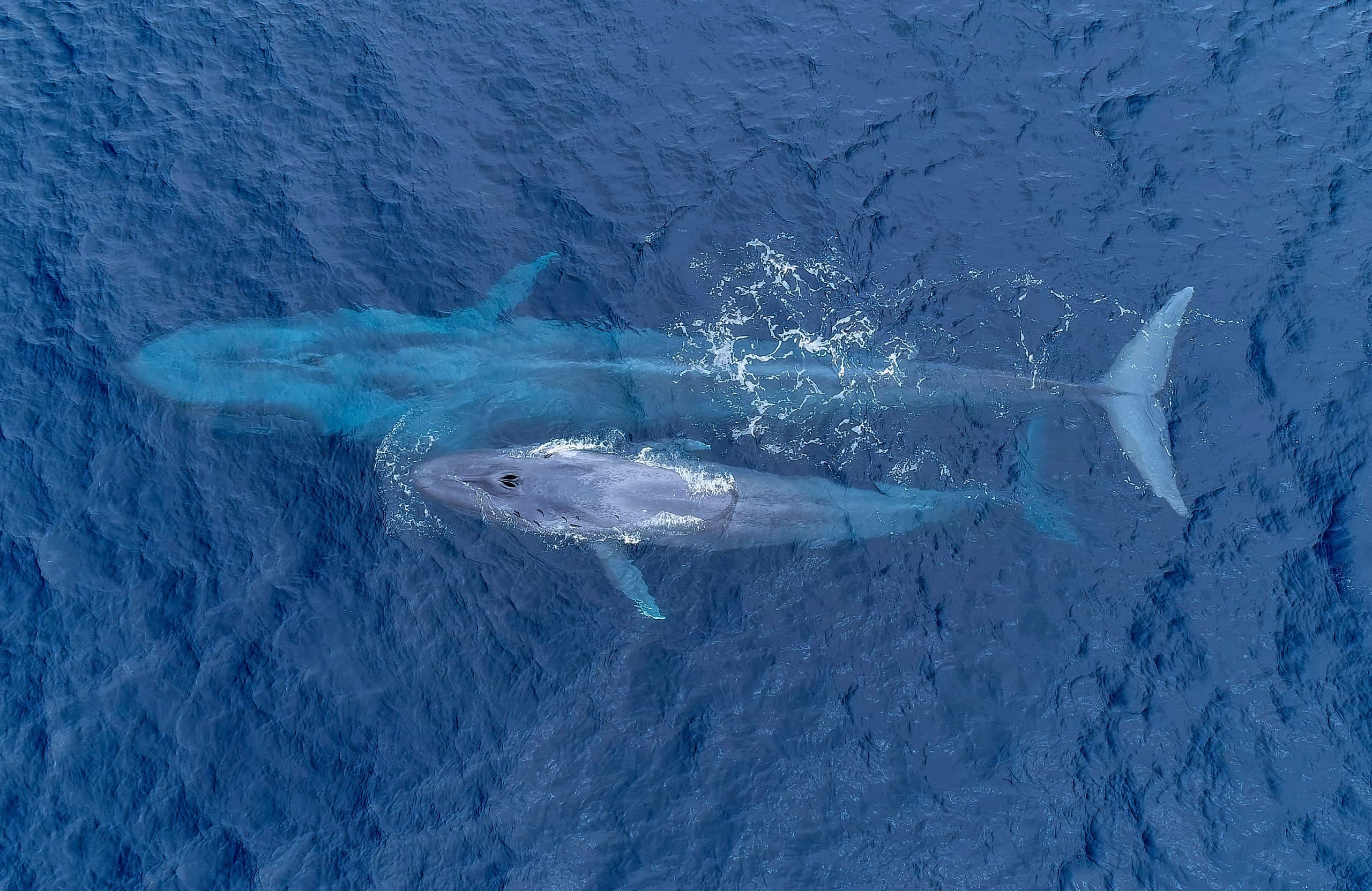 Blue Whale Expedition