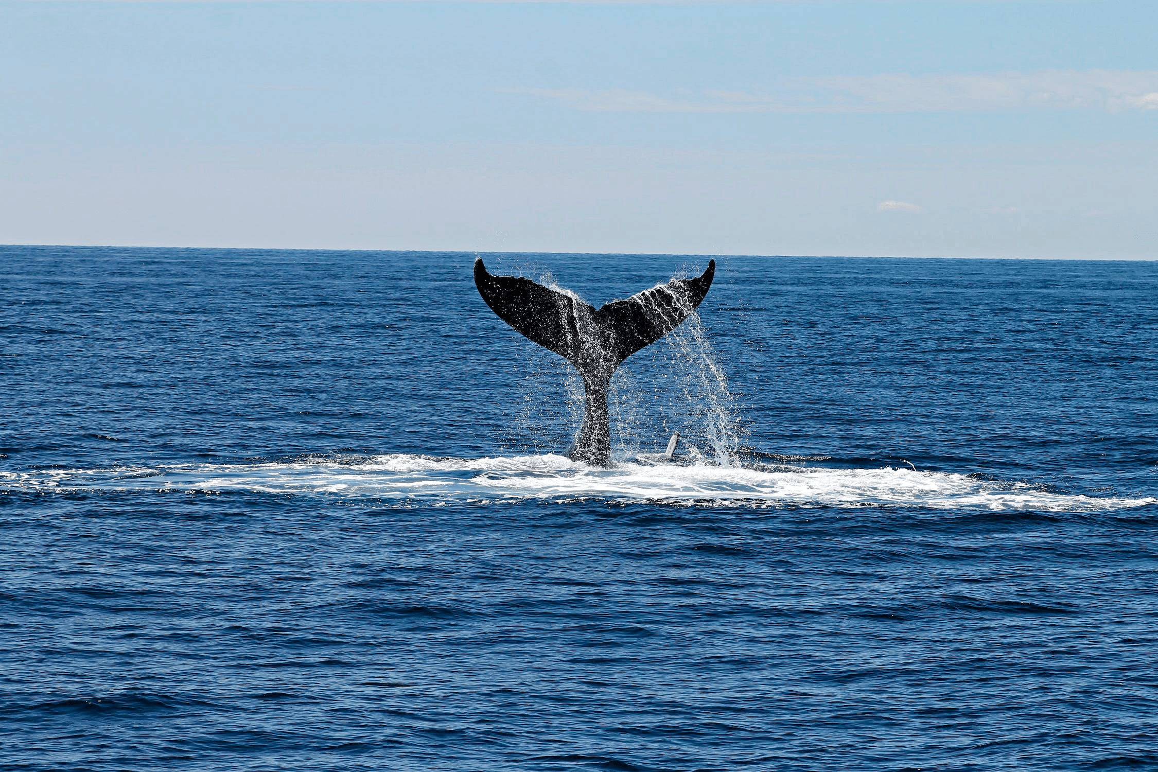 Private Sightseeing Charter
