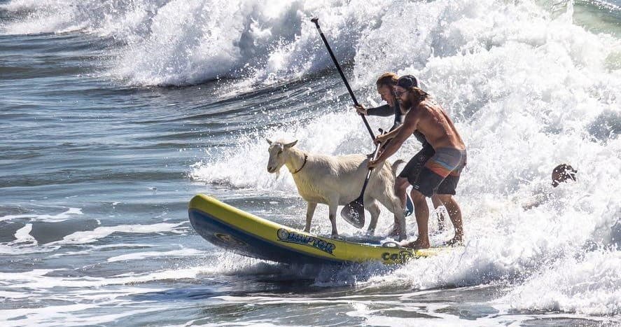 Private Surf Lesson or SUP (Stand Up Paddle) Lesson