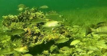Snorkeling Eco Tour