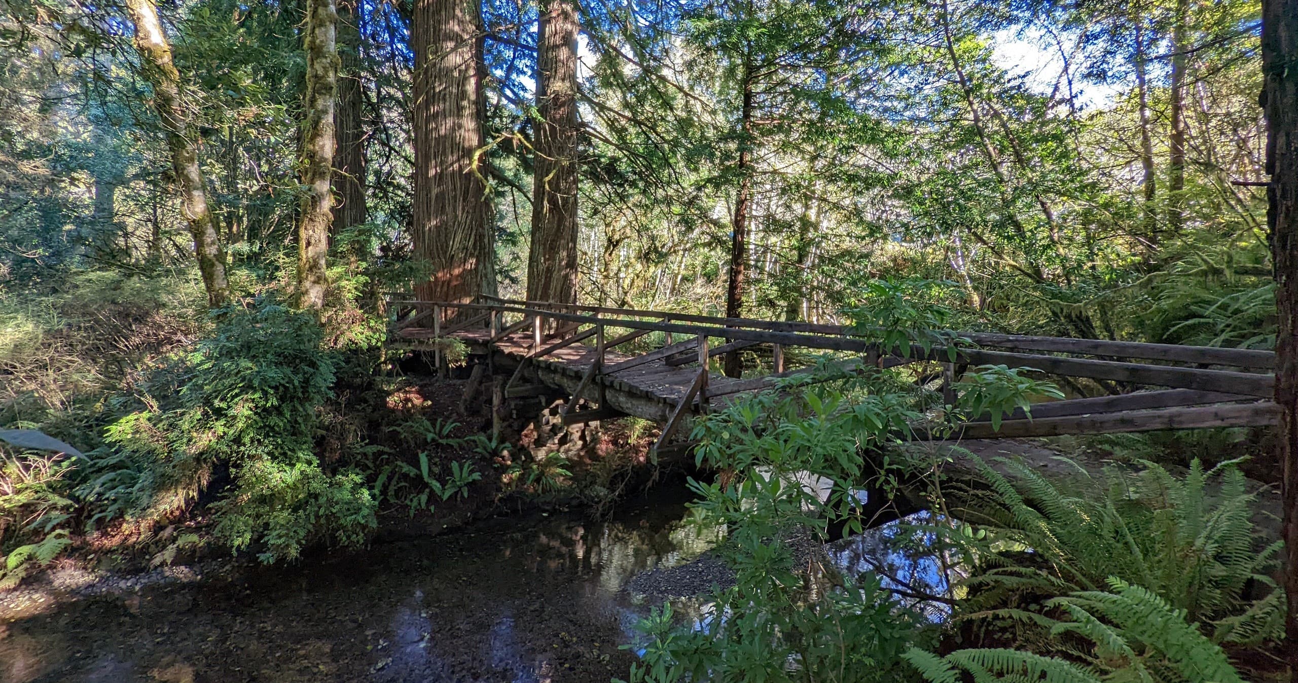 Discover the Wonder of the Redwoods