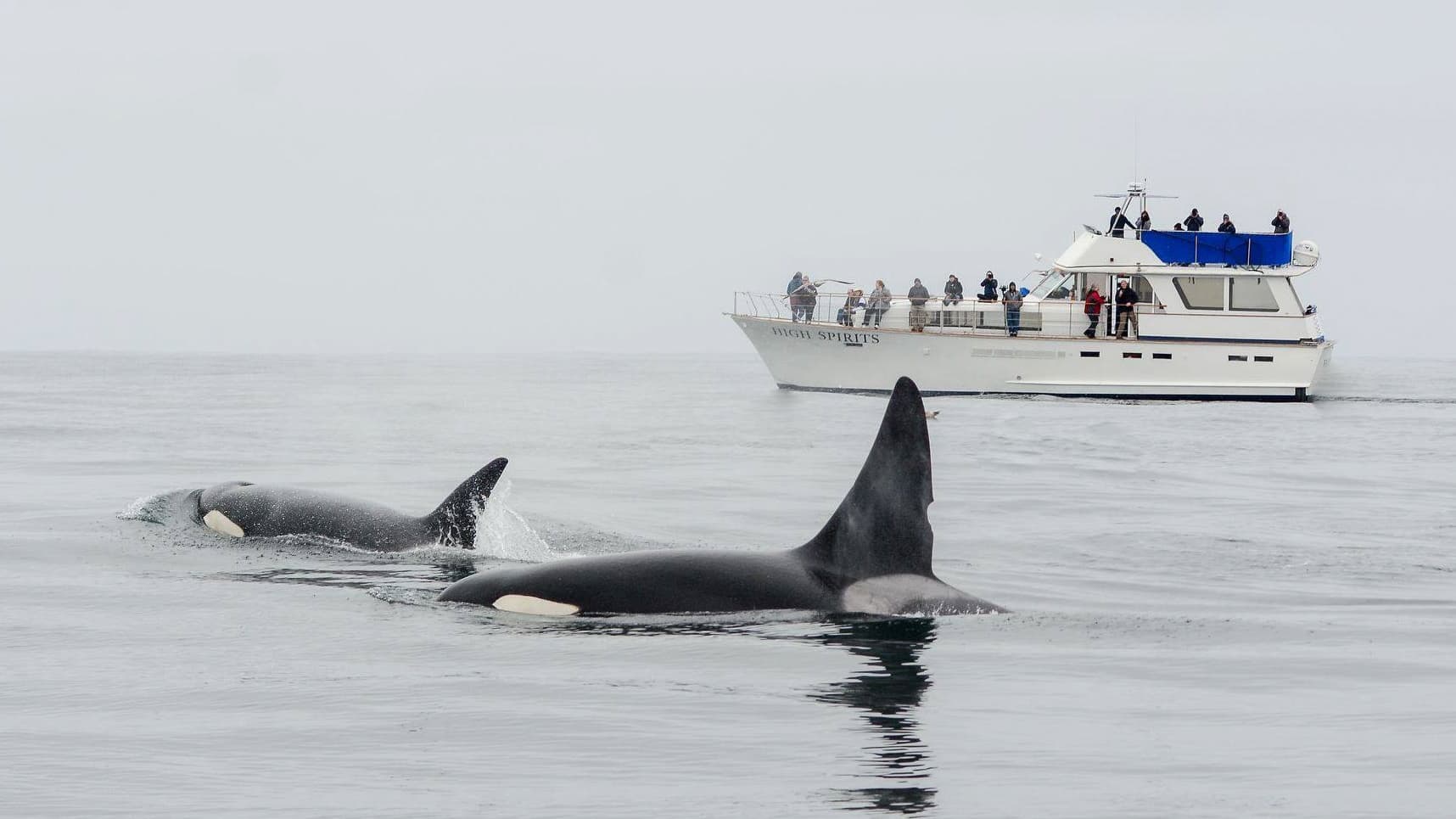 Whale Watch (3-4hrs)