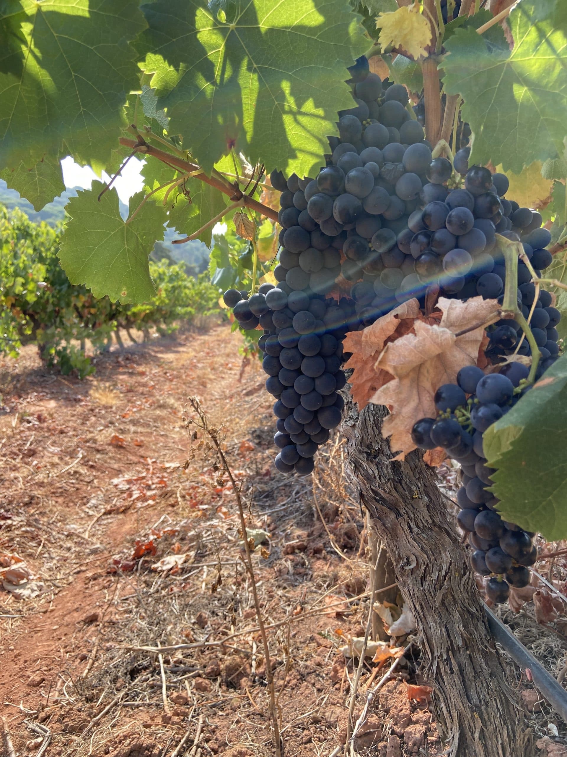 Wine Not? Tour Full-day to Arrábida
