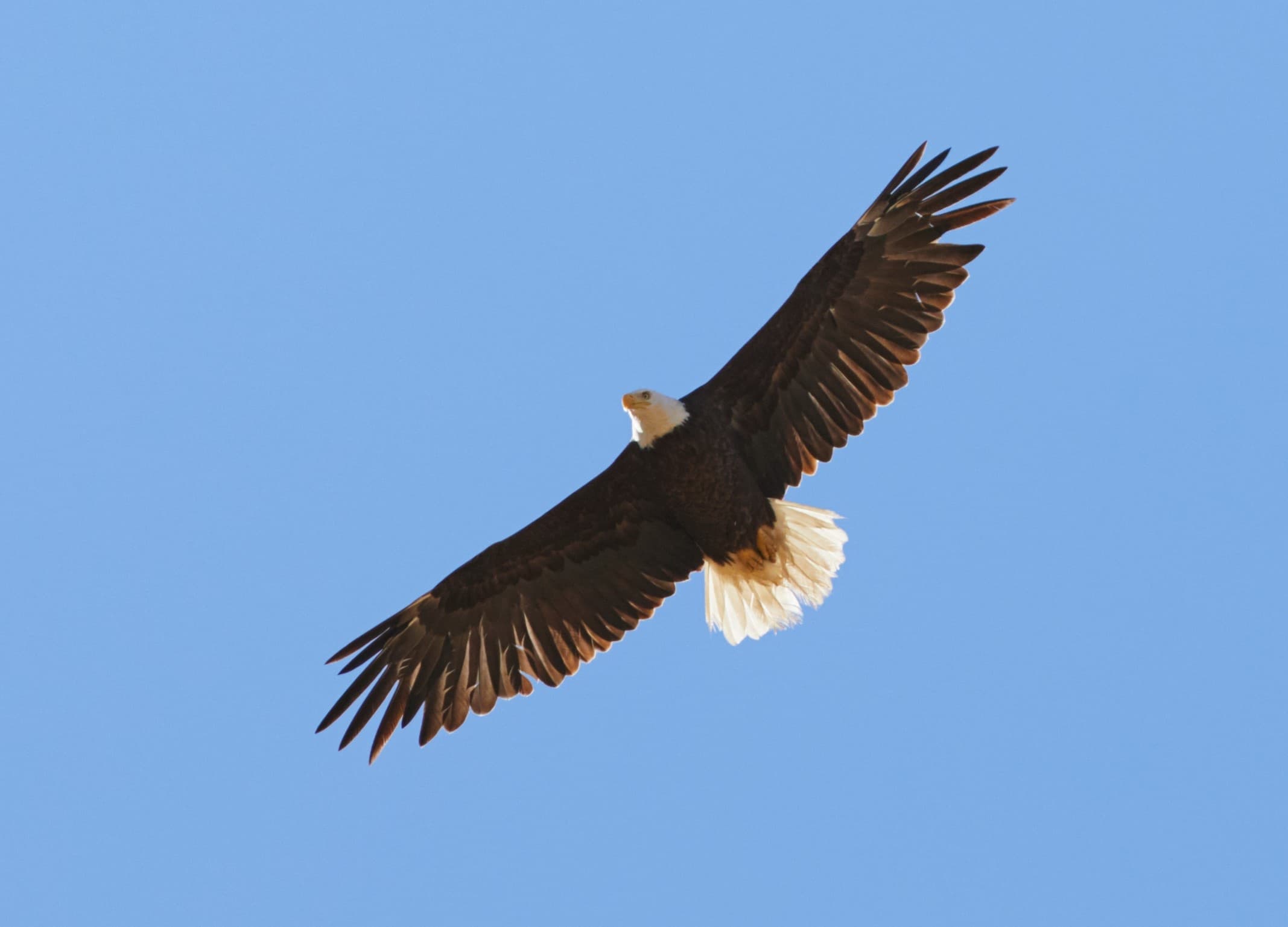 Eagle Tour