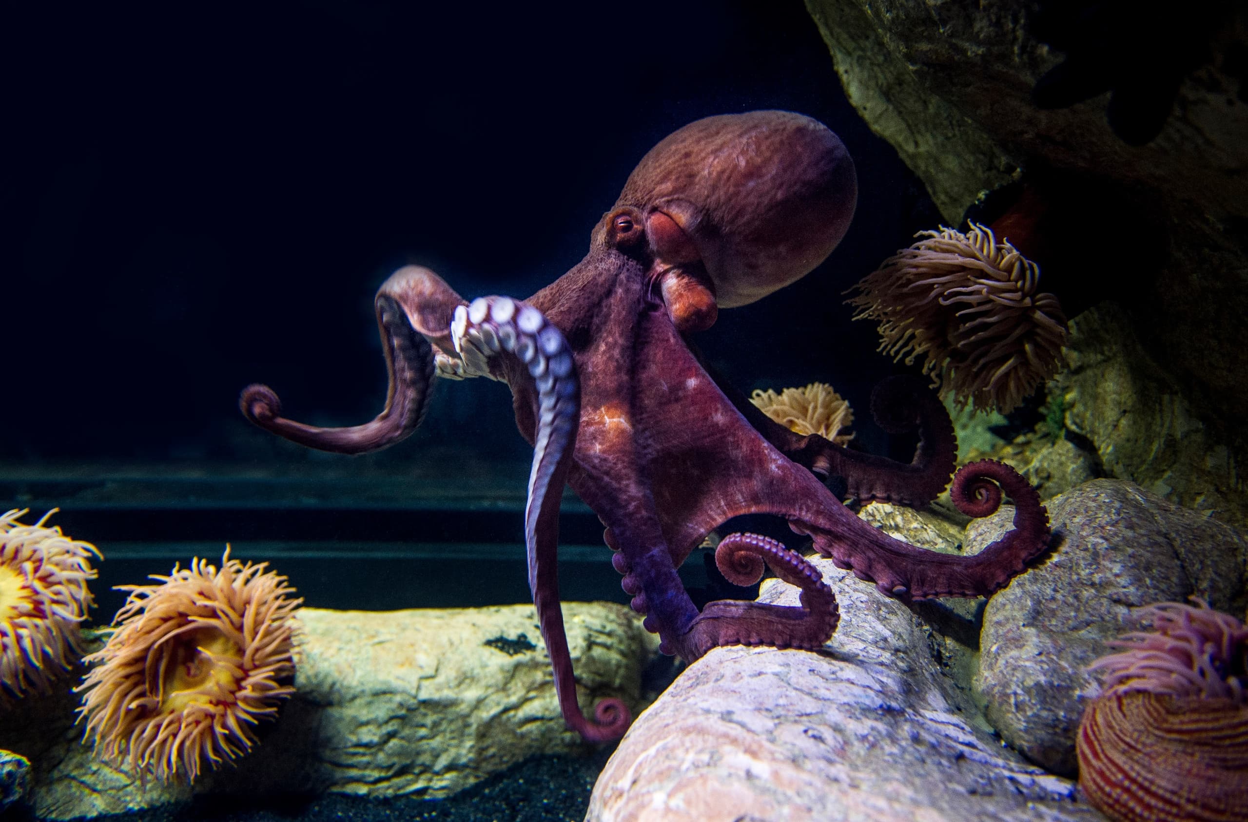 Explorer + Oceanarium