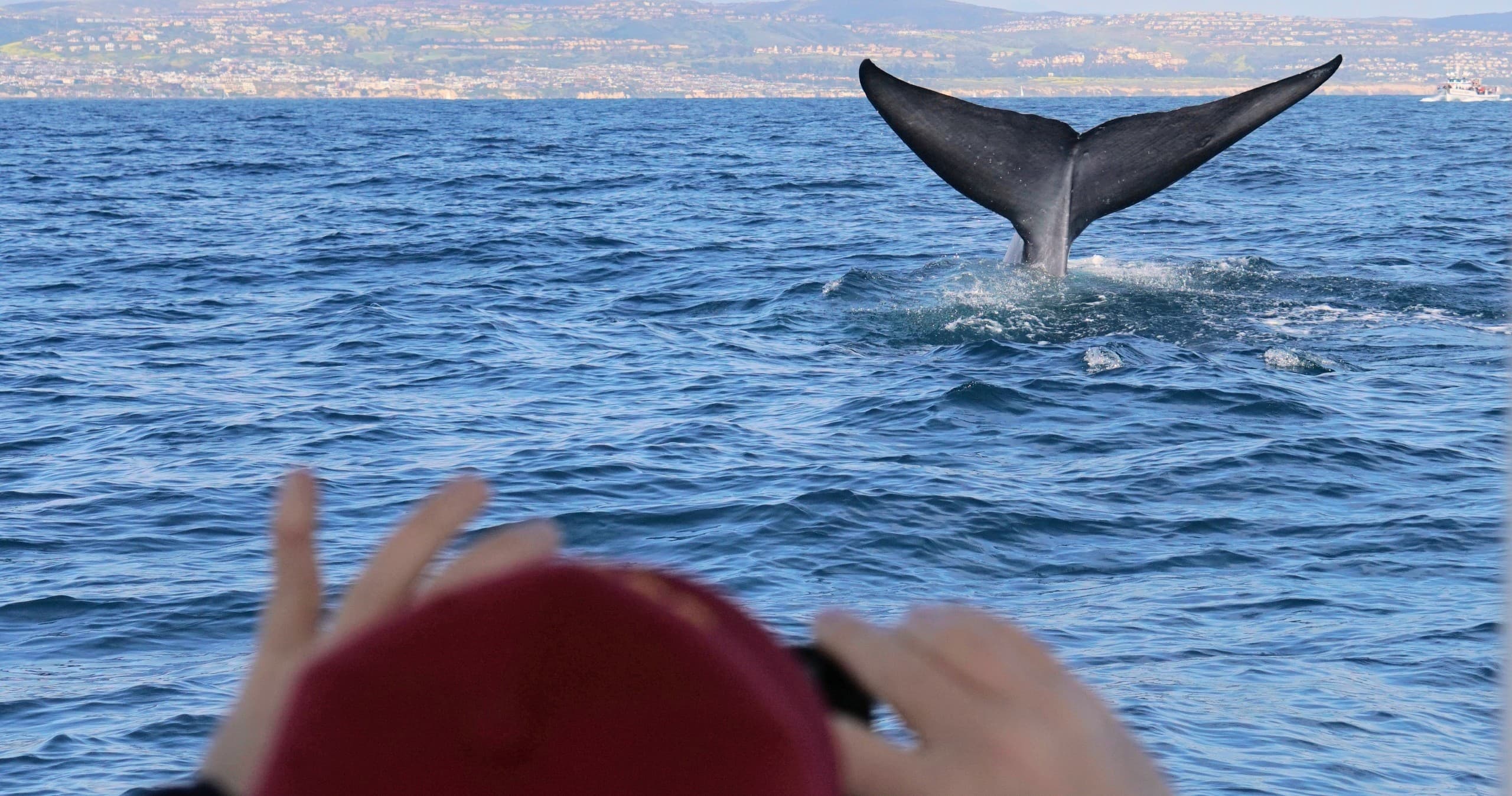 Superior 2hr Shared Whale/Dolphin Watching Tour - up to 6 passengers