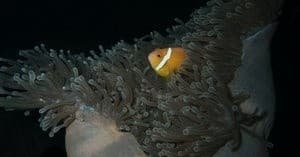 Night Dive Specialty