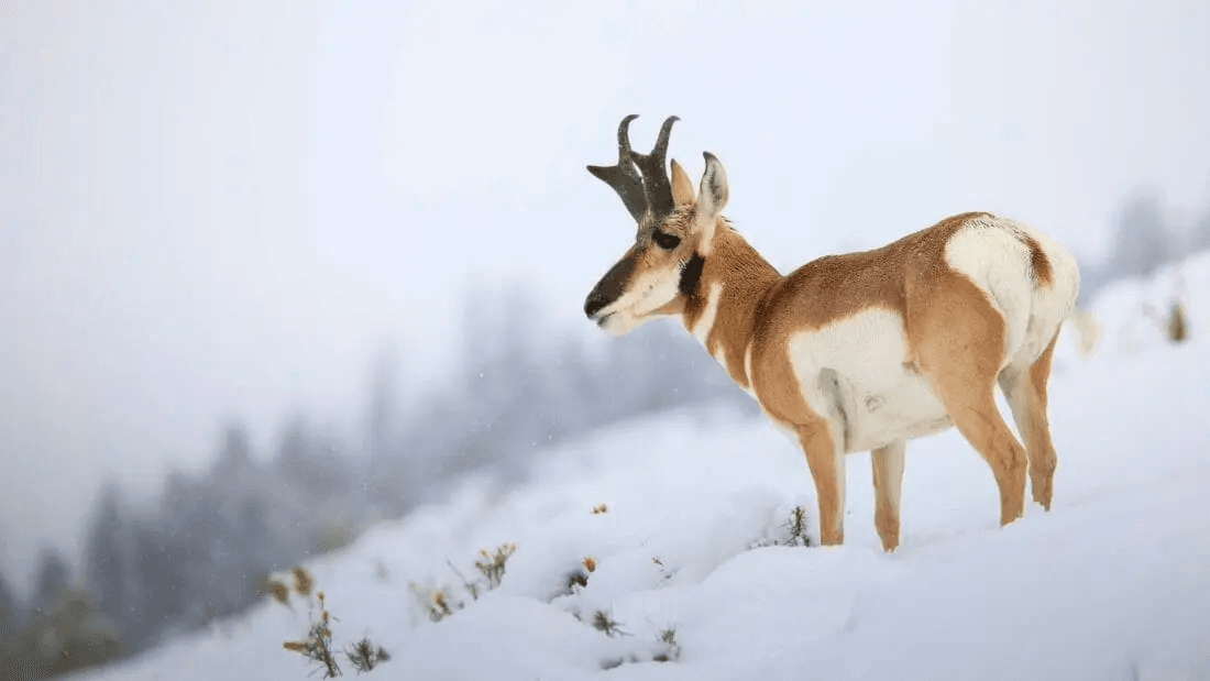 Yellowstone Winter Wildlife Safari