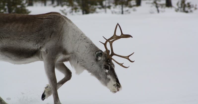 [R1] Reindeer Express (25min)