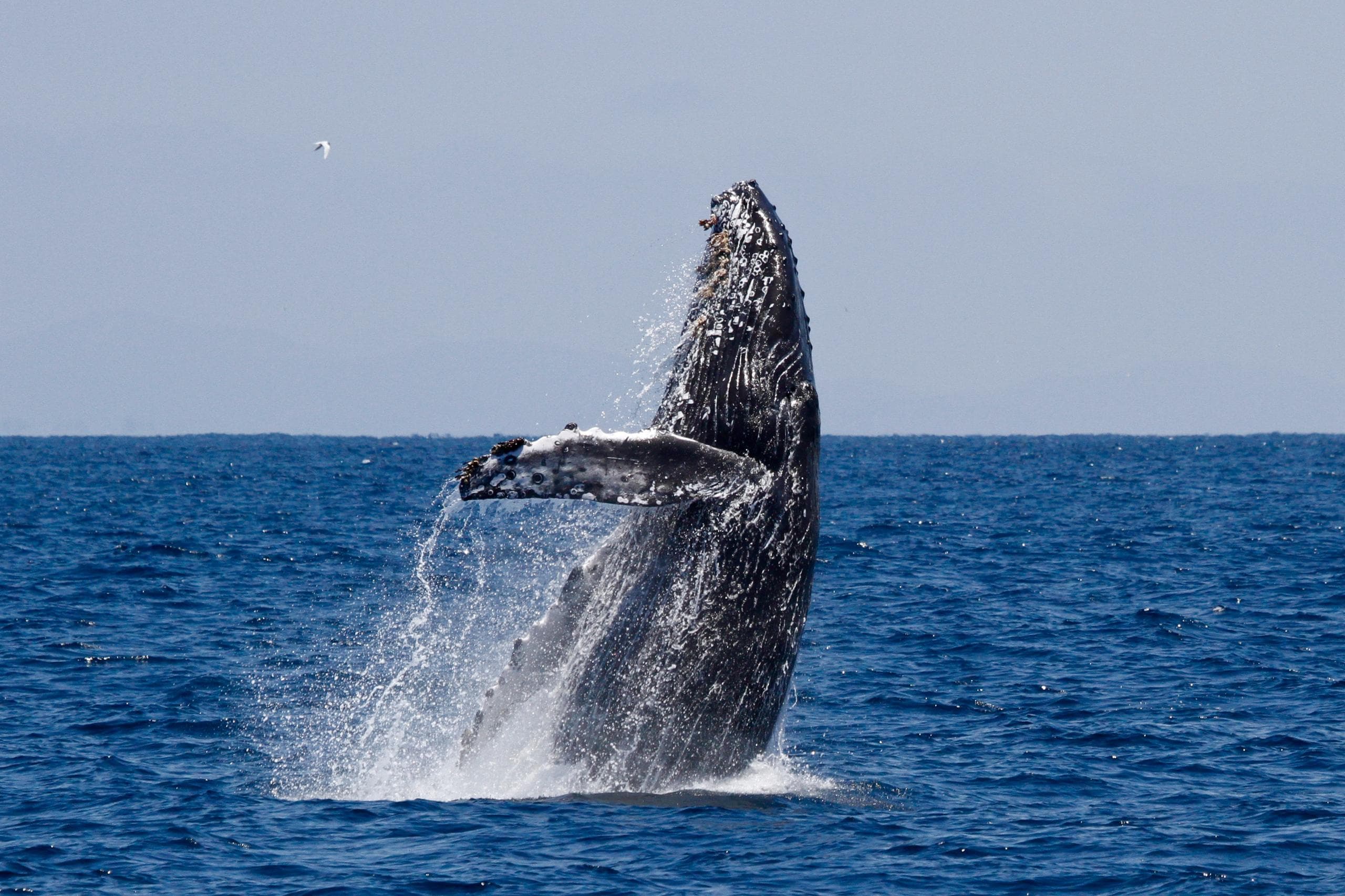 Oceanside Adventures - Luxury Whale & Dolphin Cruise