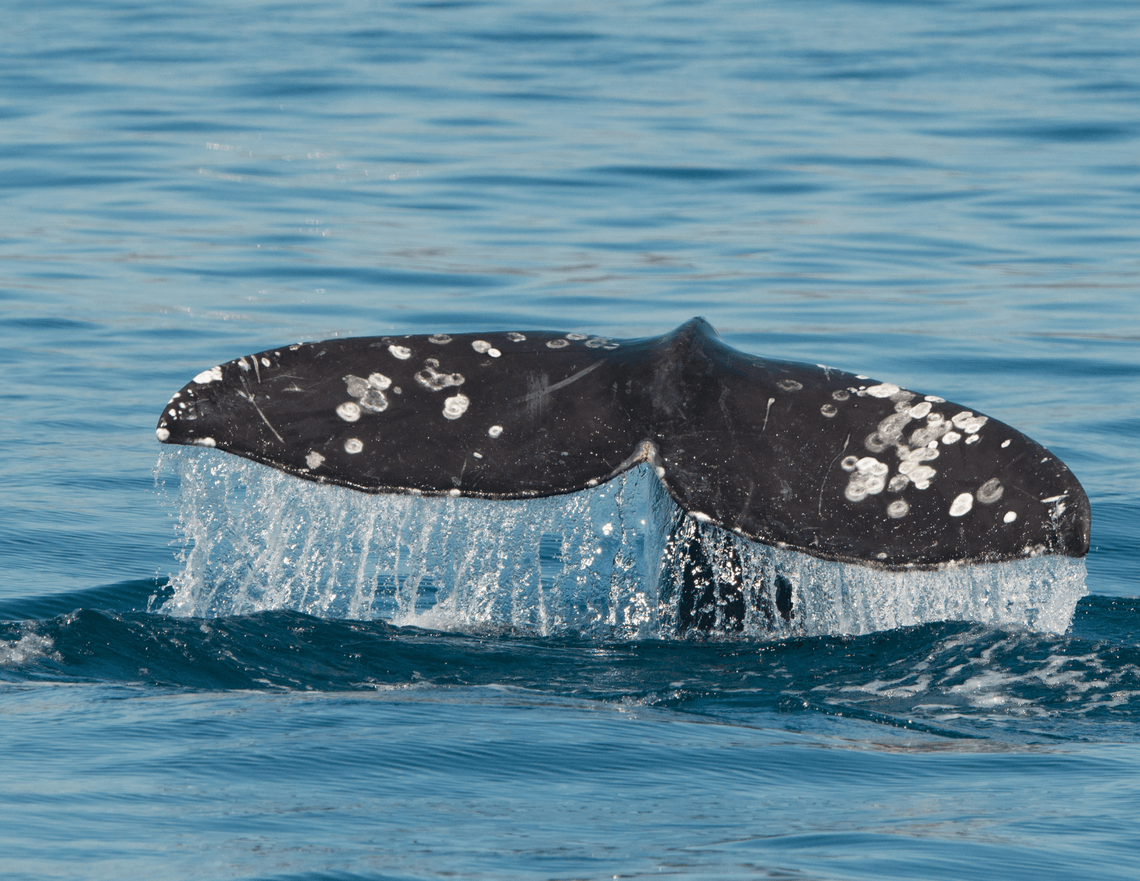 Whale & Wildlife Cruise