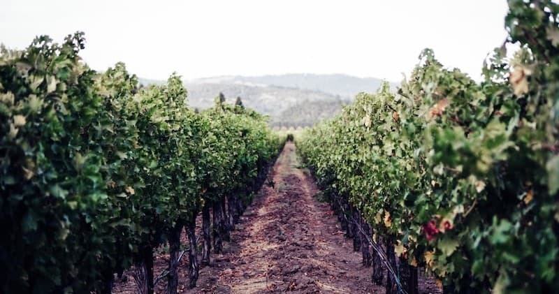 We Drive Your Car - Napa Sonoma Wine Tours (Medium Group)