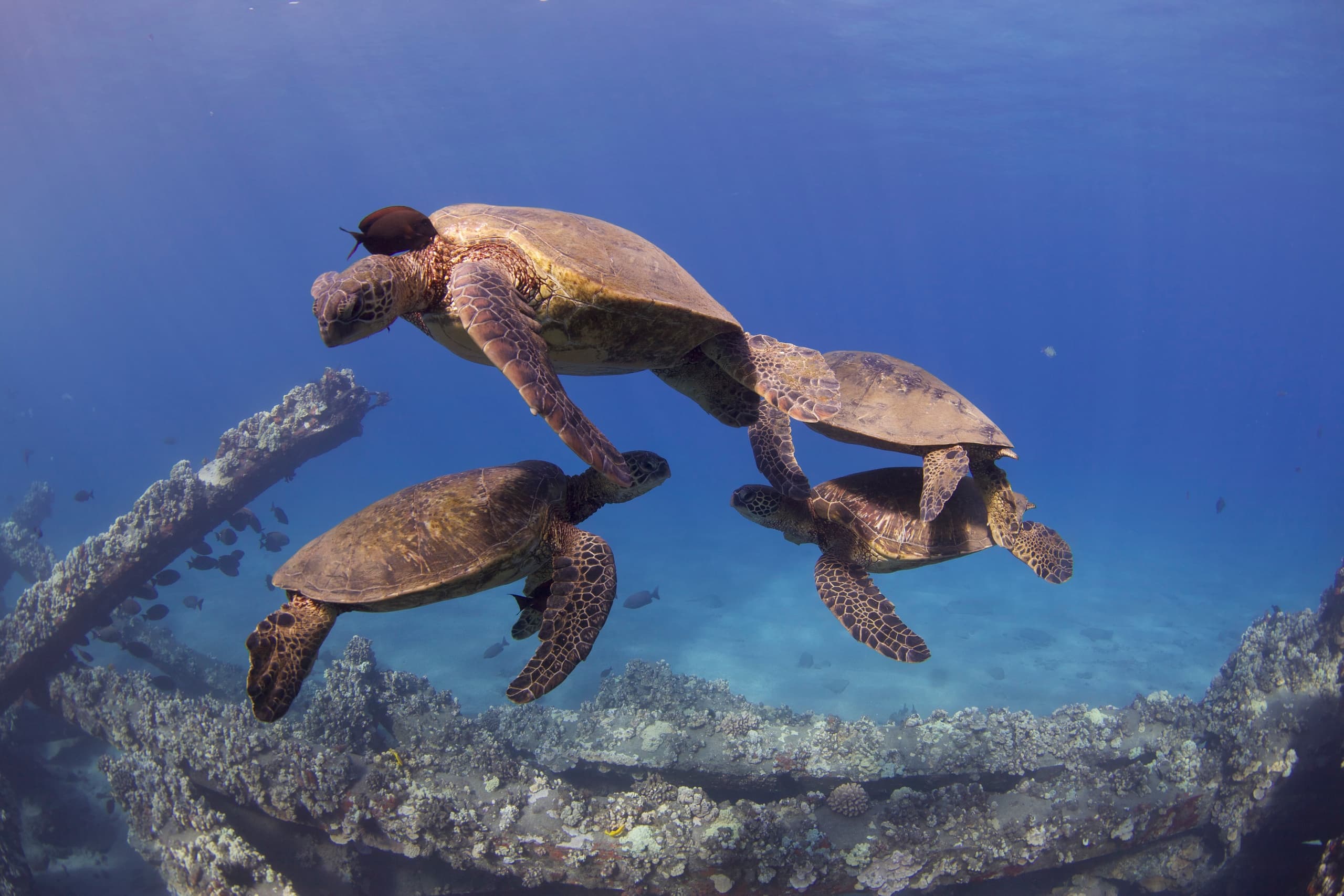 Shark and Turtle Dive for Certified Divers from Shore