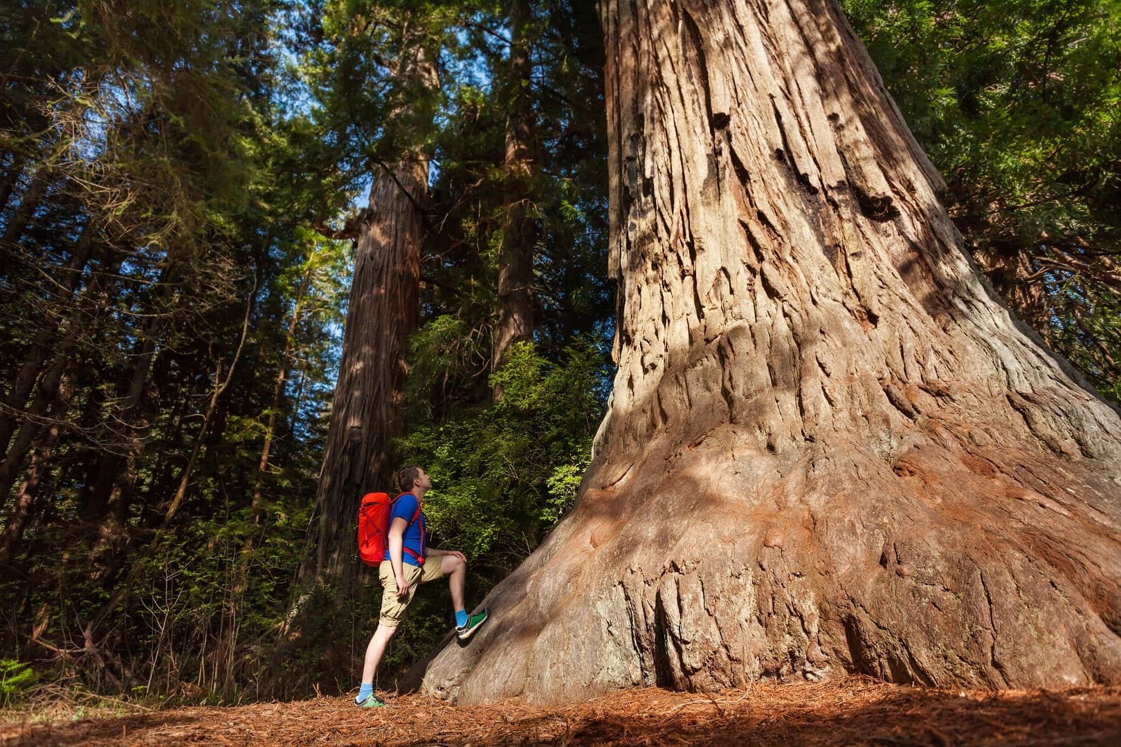 Yosemite and Giant Sequoias One Day Tour from San Jose