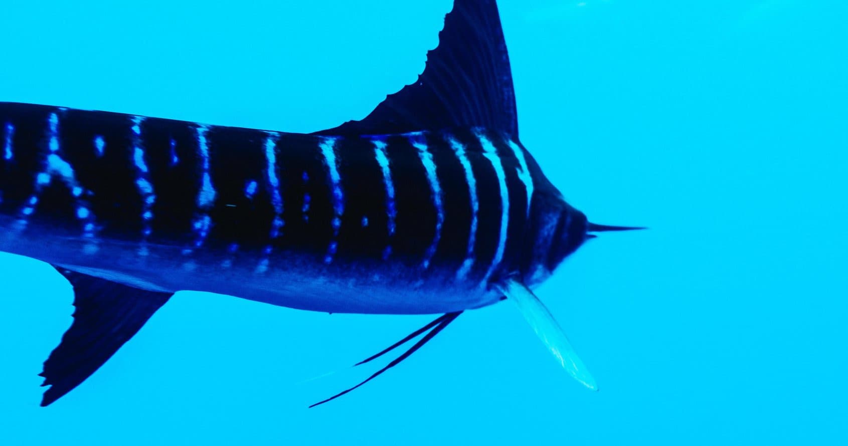 Marlin Expeditions