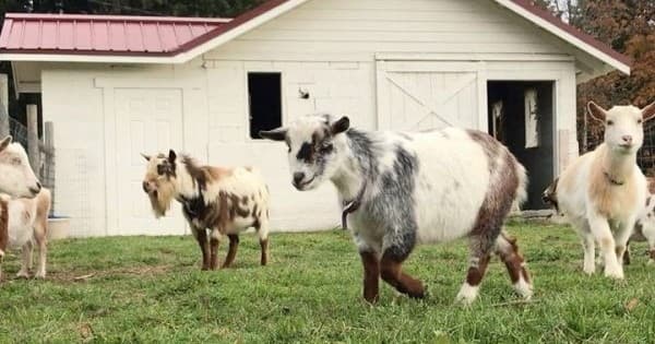 Faithful Hands' Farm Tour
