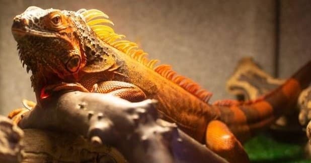 Reptiles from Around the World