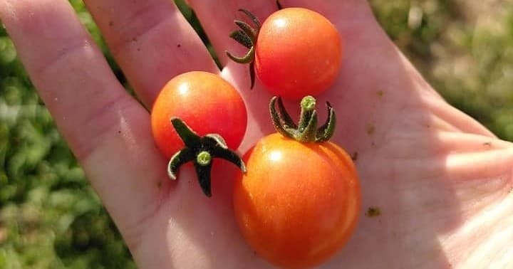 Permaculture Farm Experience