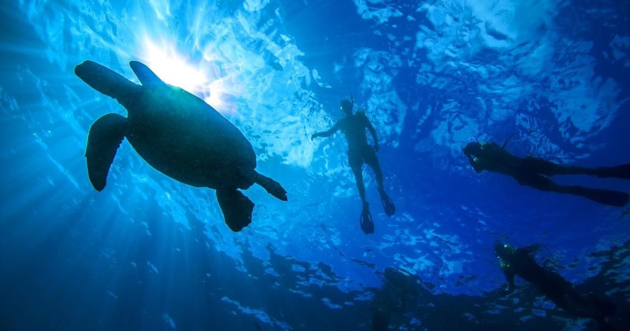 Turtle Canyons Snorkel Excursion