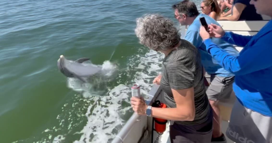 Premier Dolphin Tour - Dolphins Guaranteed!
