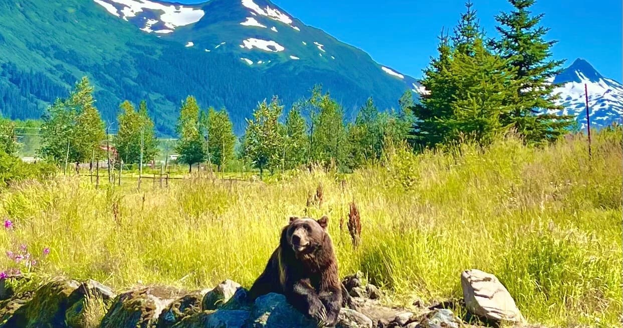 Ultimate Anchorage Summer Wildlife Tour
