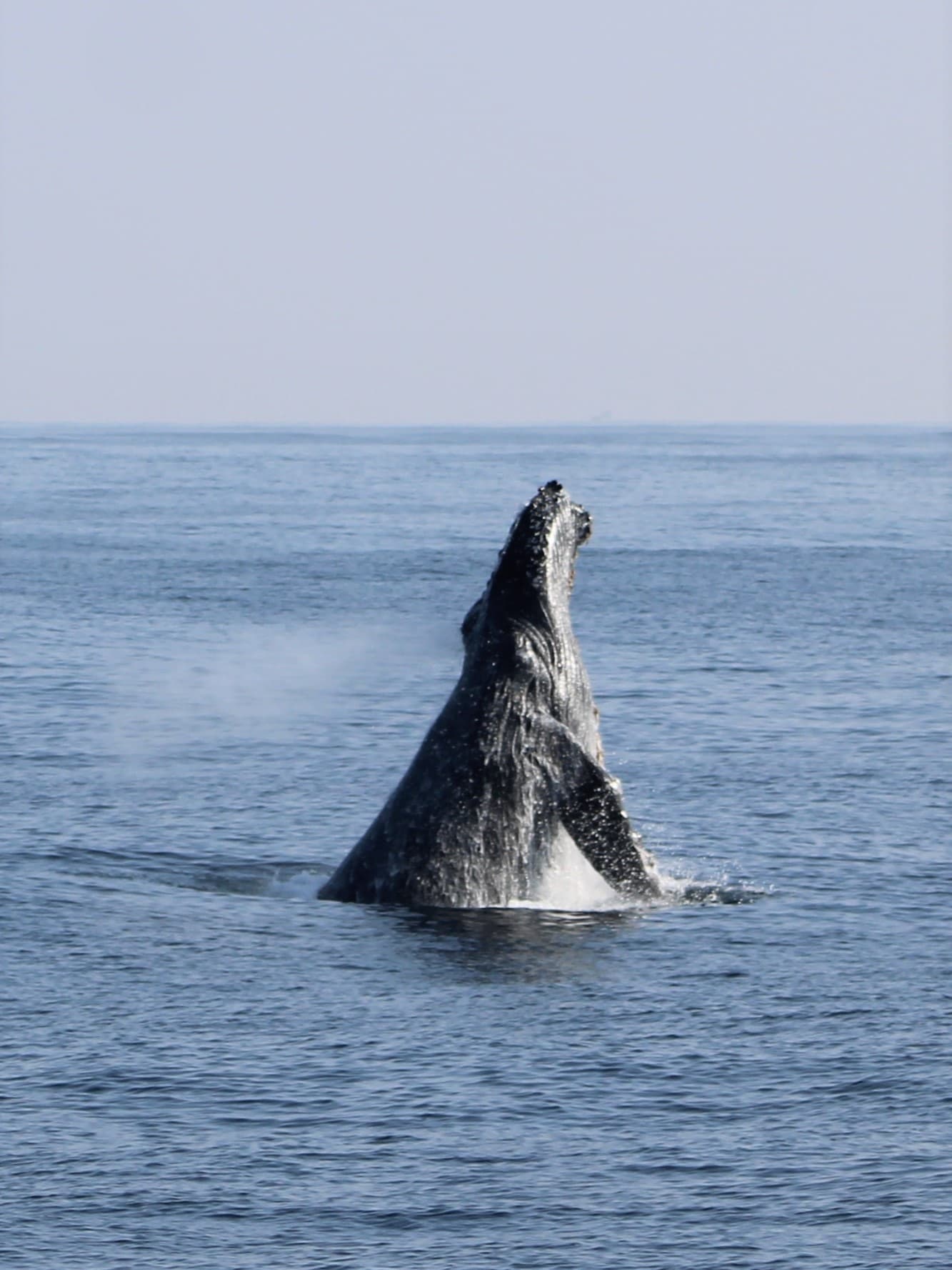 Whale Watch