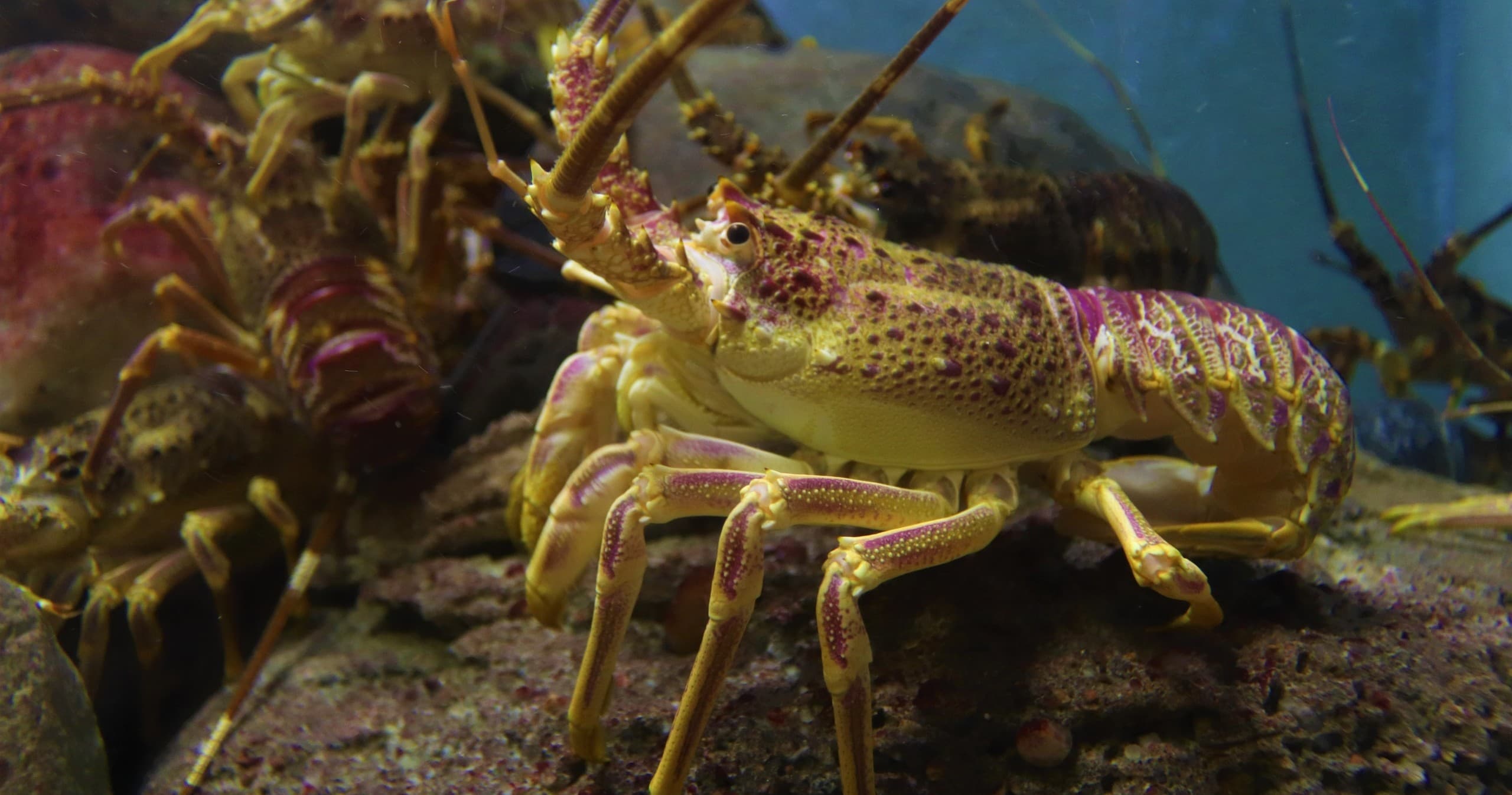 Lobster Charter