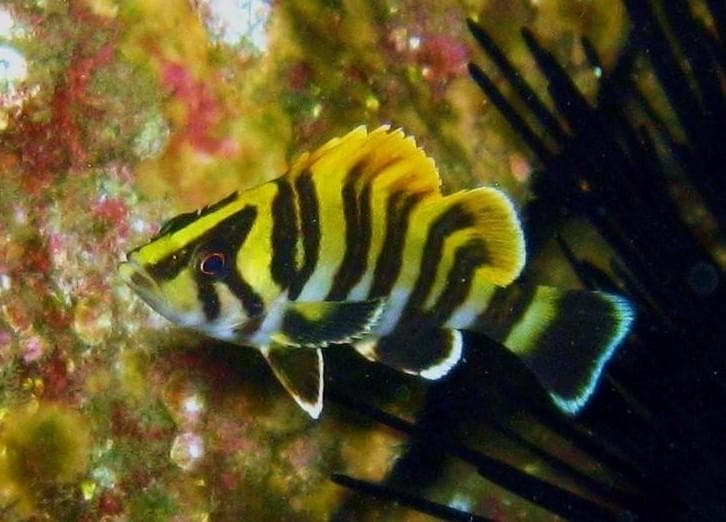 Scuba Rentals