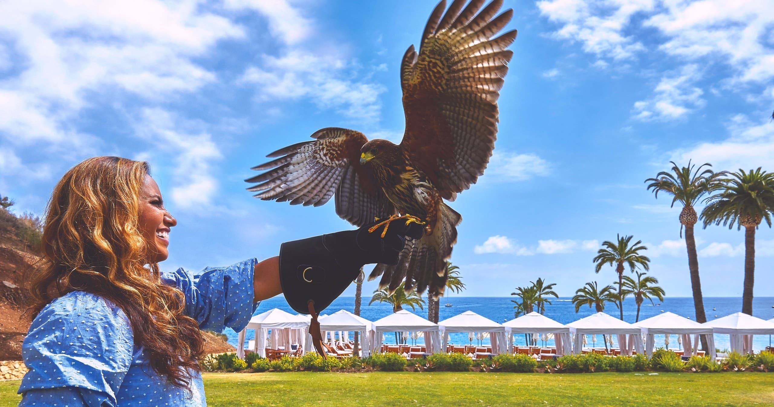 Falconry Experience