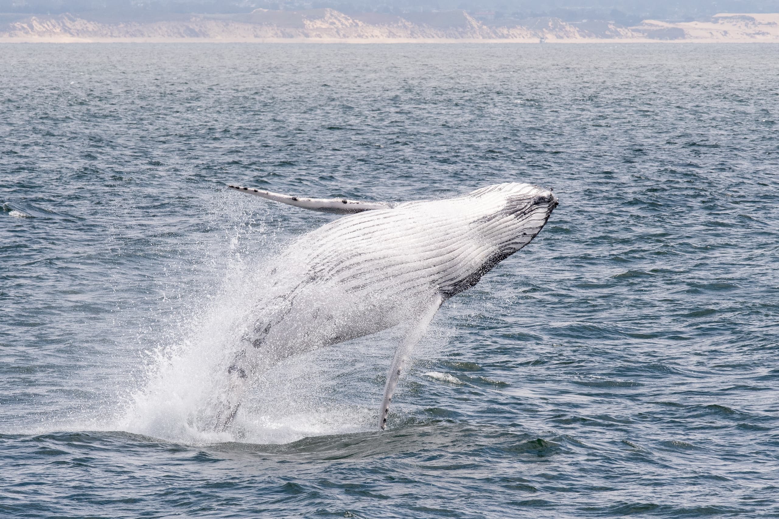 Whale Watch (2-3hrs)