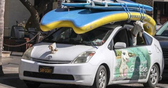 SUP Rental