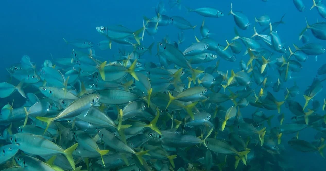 1/4 Day Reef Fishing