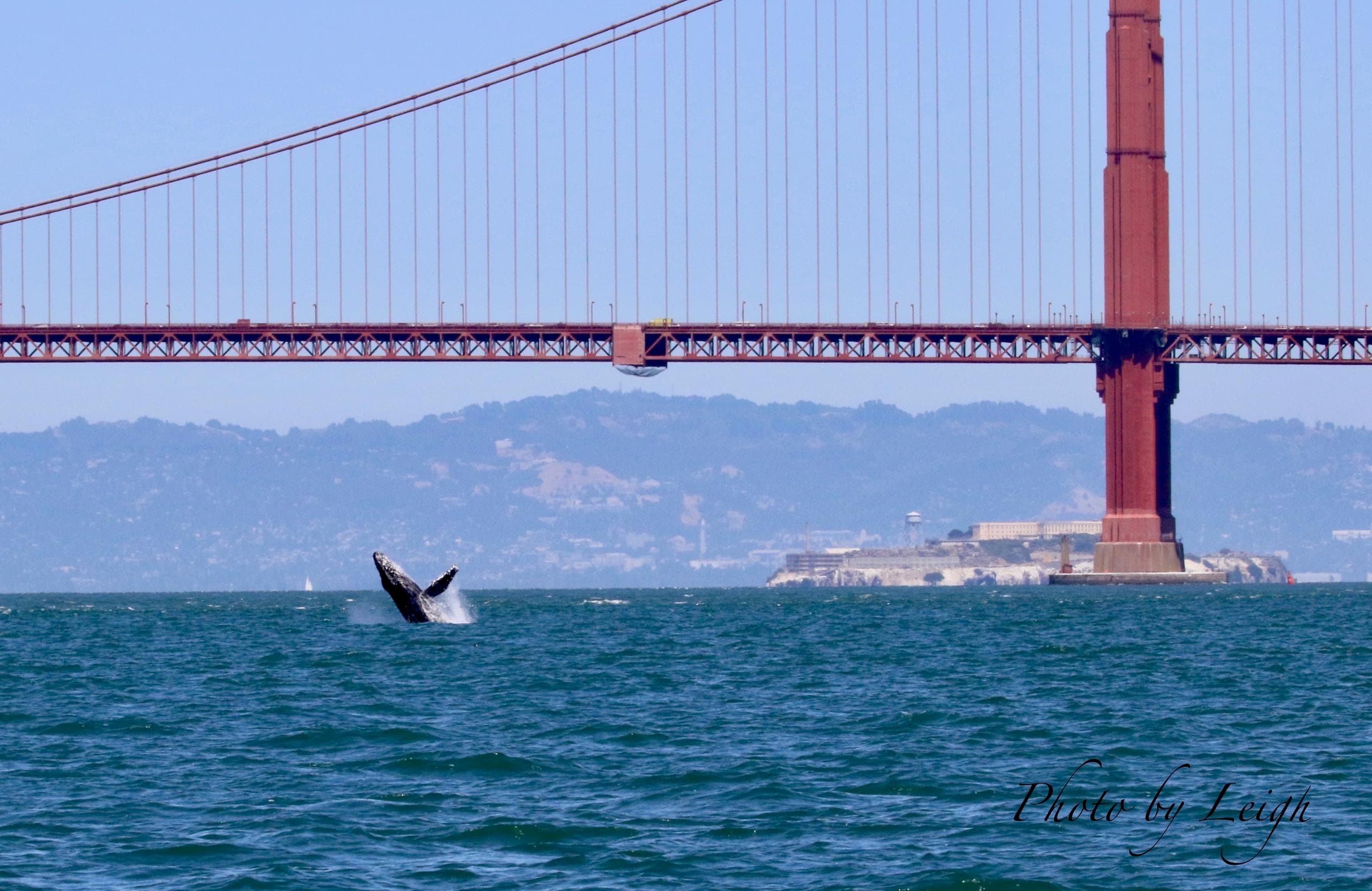 Golden Gate Whale Watch