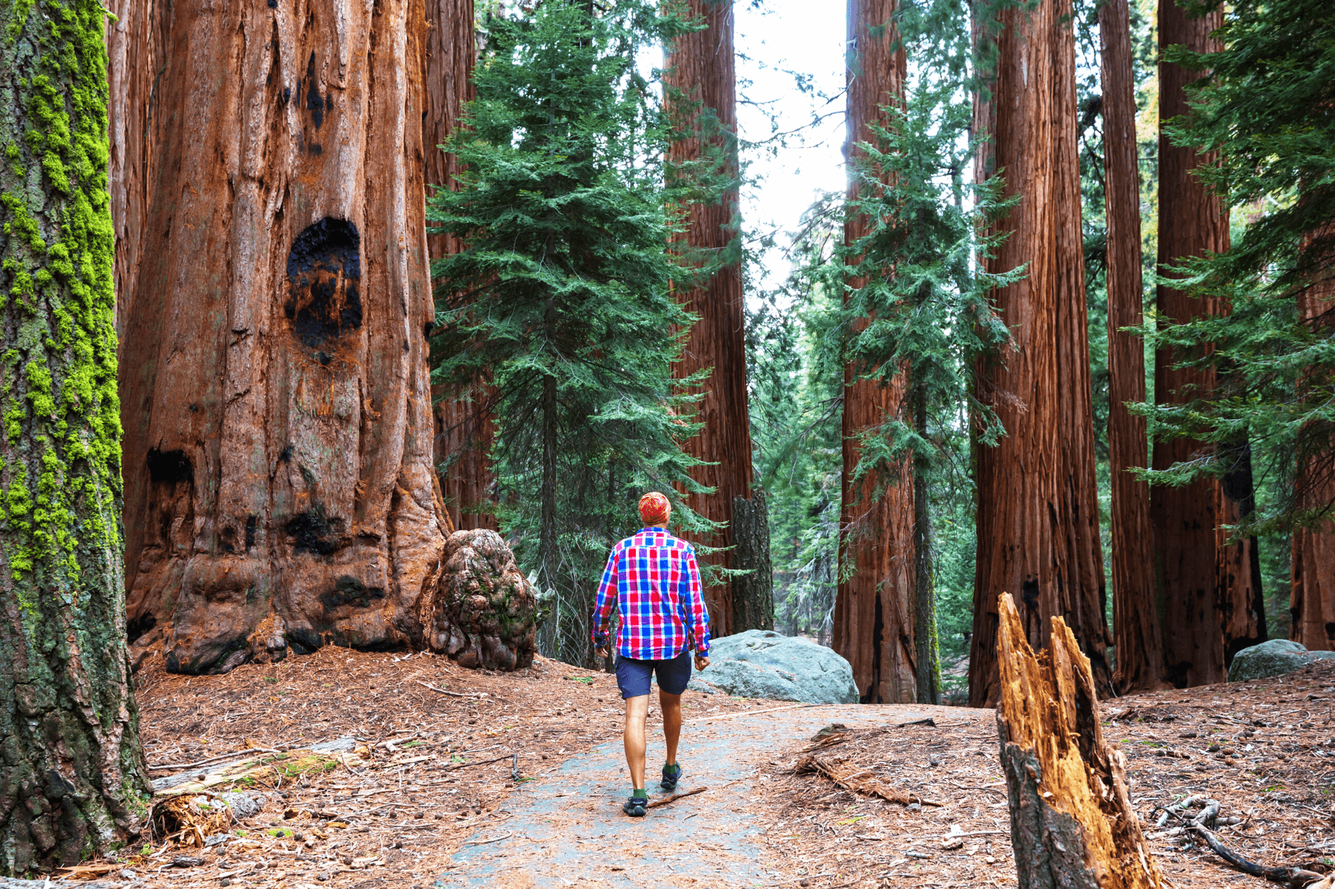 Muir Woods with Napa & Sonoma Wine Country