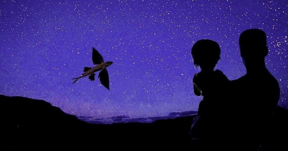 Flying Fish Voyage
