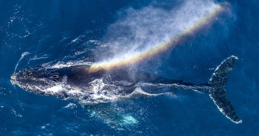 Private Whale Watching Charter