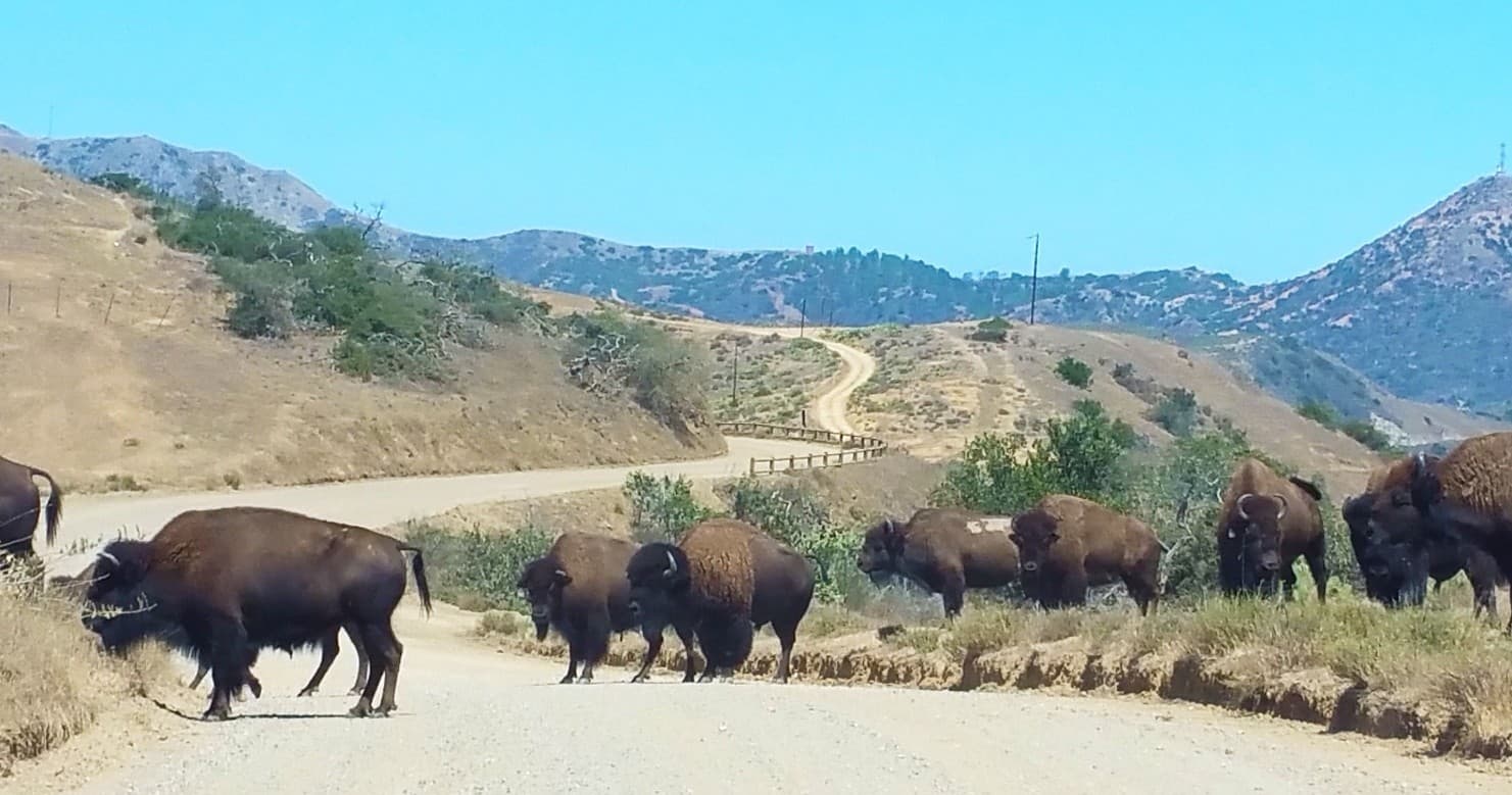 Picnic with the Wildlife Tour