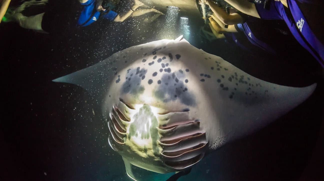 Manta Ray Night Snorkel in Keauhou - Kona