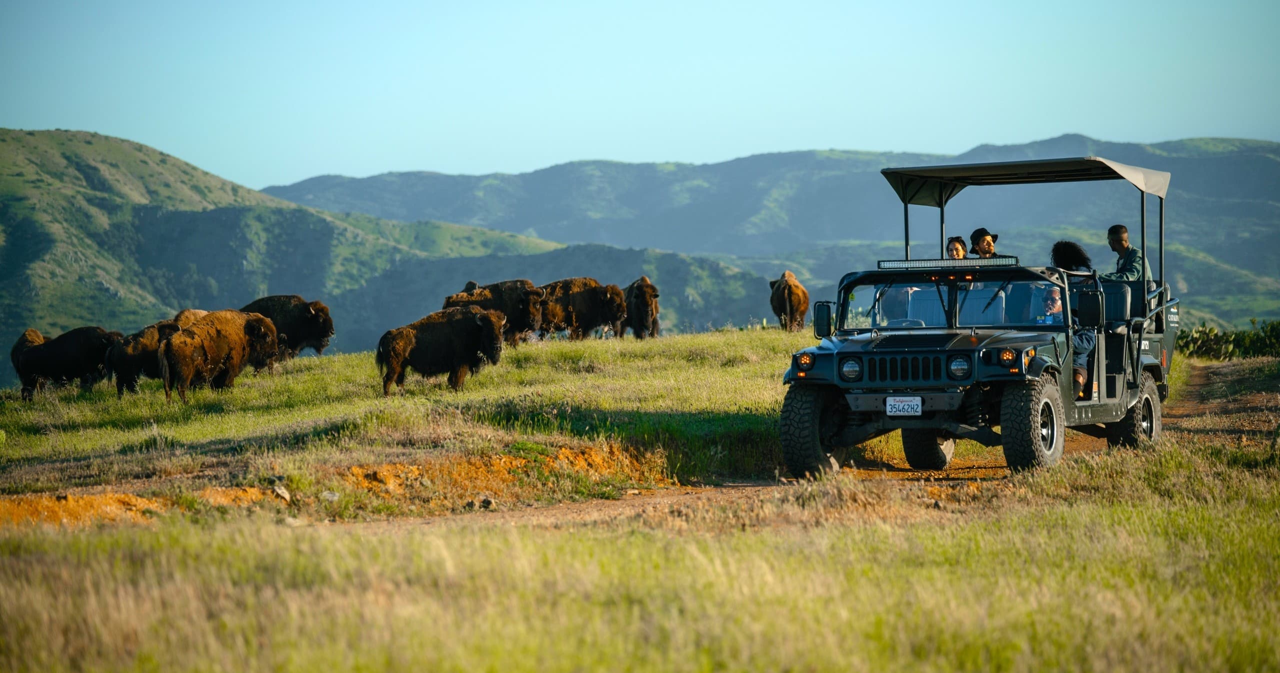 Bison Expedition