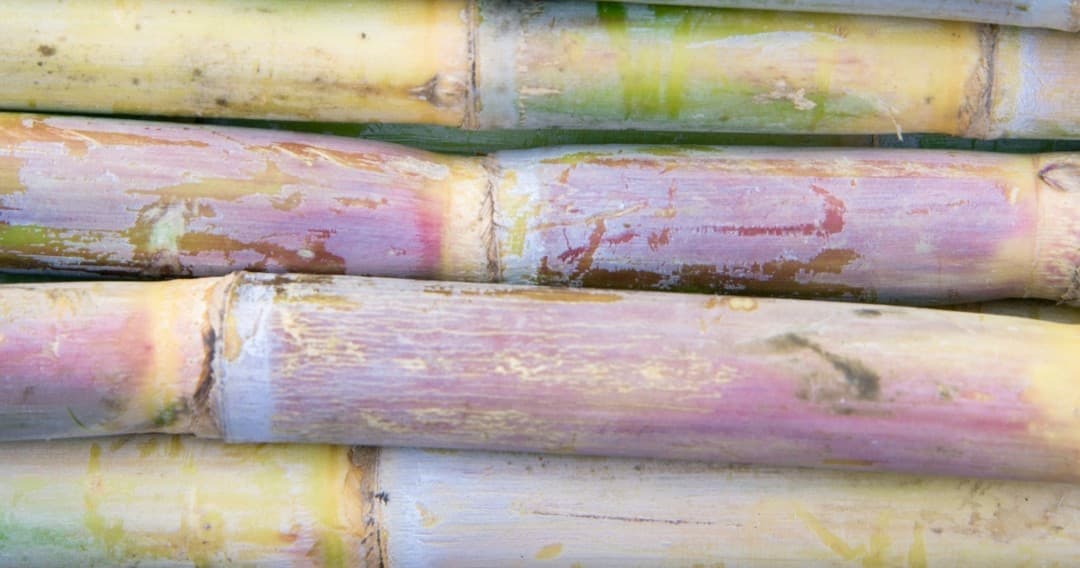 Sugarcane Farm Experience
