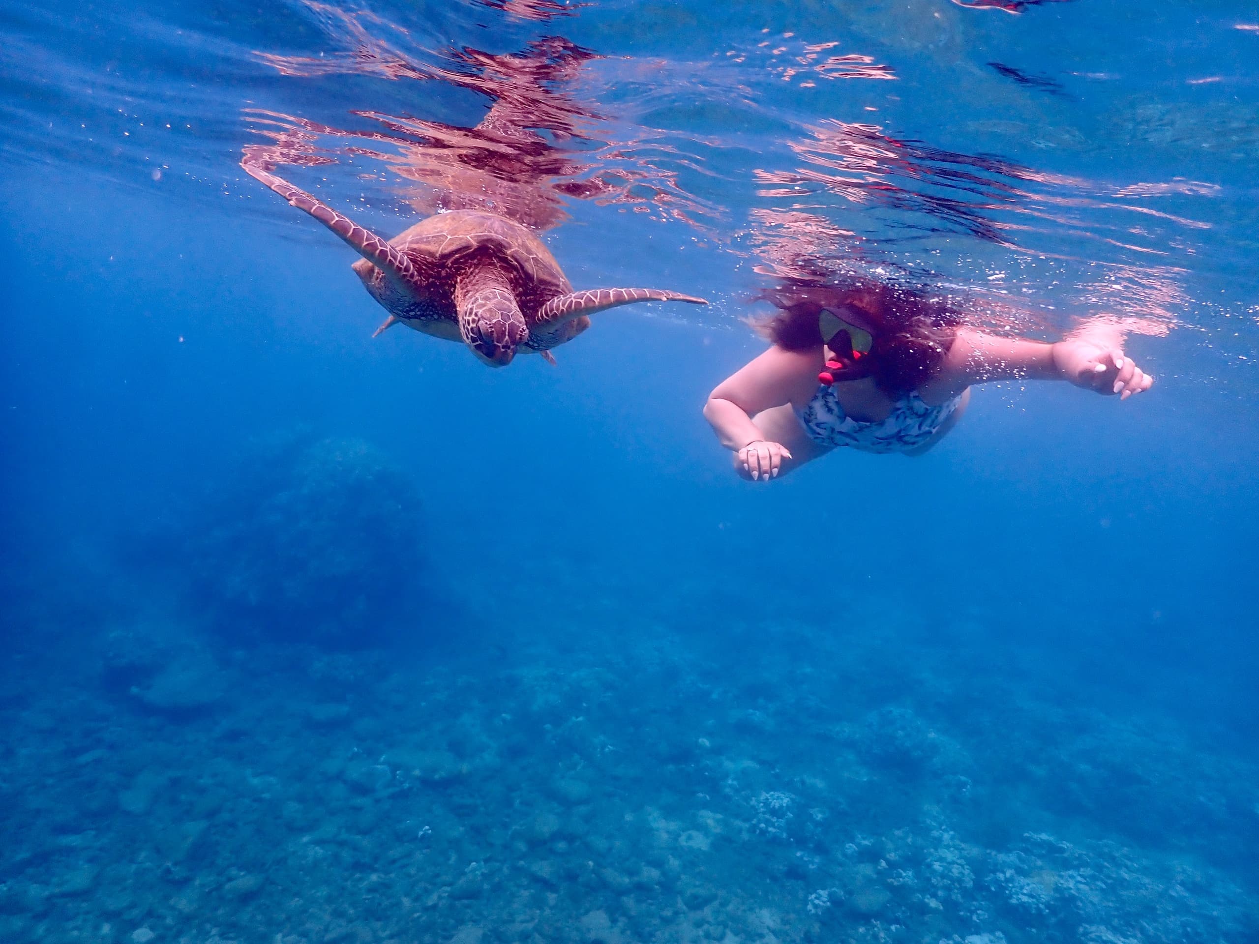 Snorkel with Turtles and Free Underwater Photos - Turtle Town