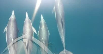 12 Pack Bareboat Charter: Private Dolphin Cruise