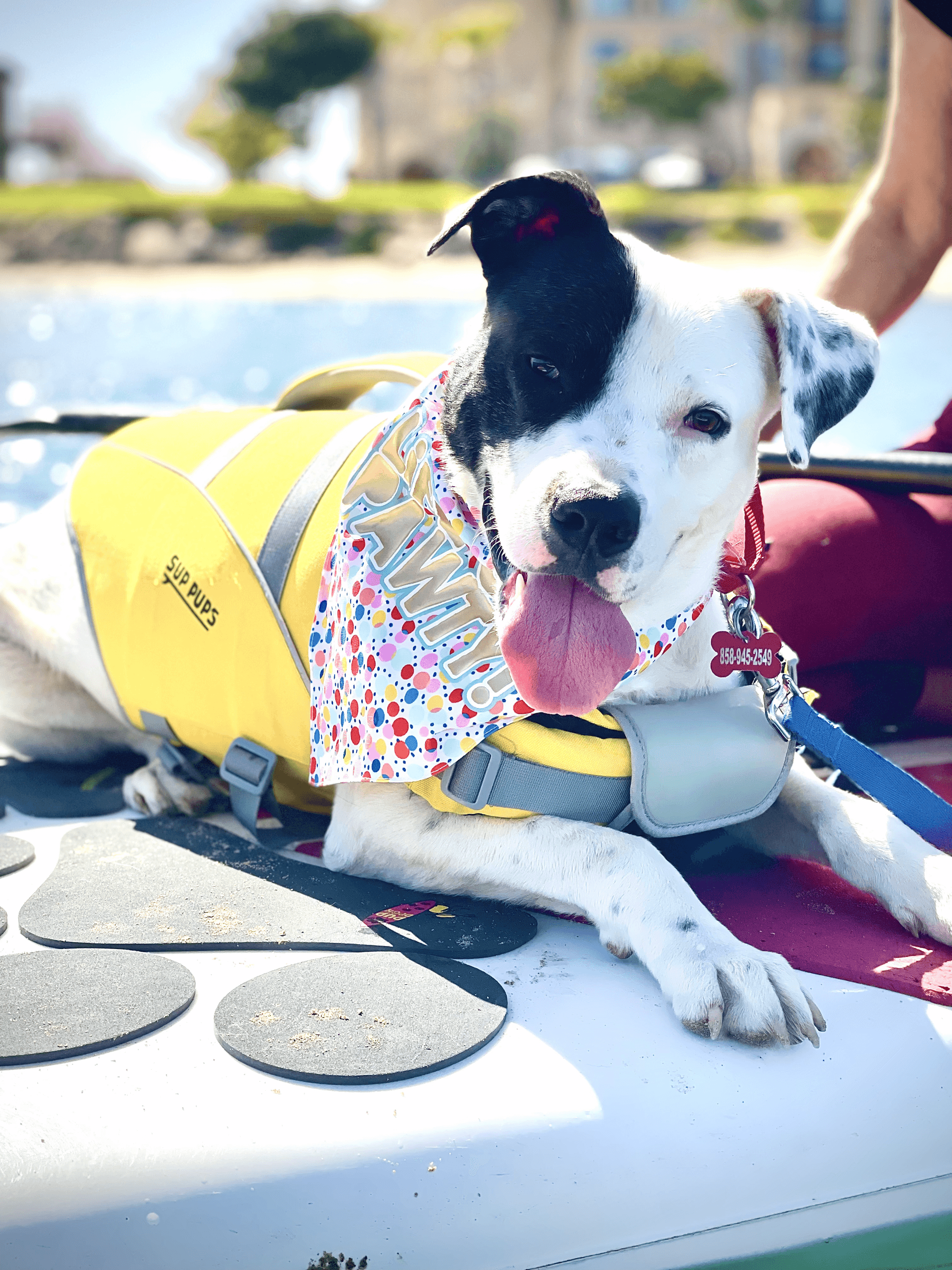 Adopt Me Donation Paddle with Rescue Pup