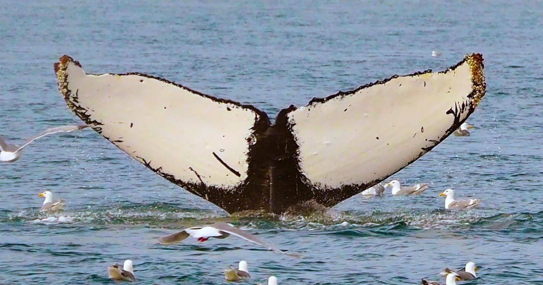 Small Group Wildlife & Glacier Tours
