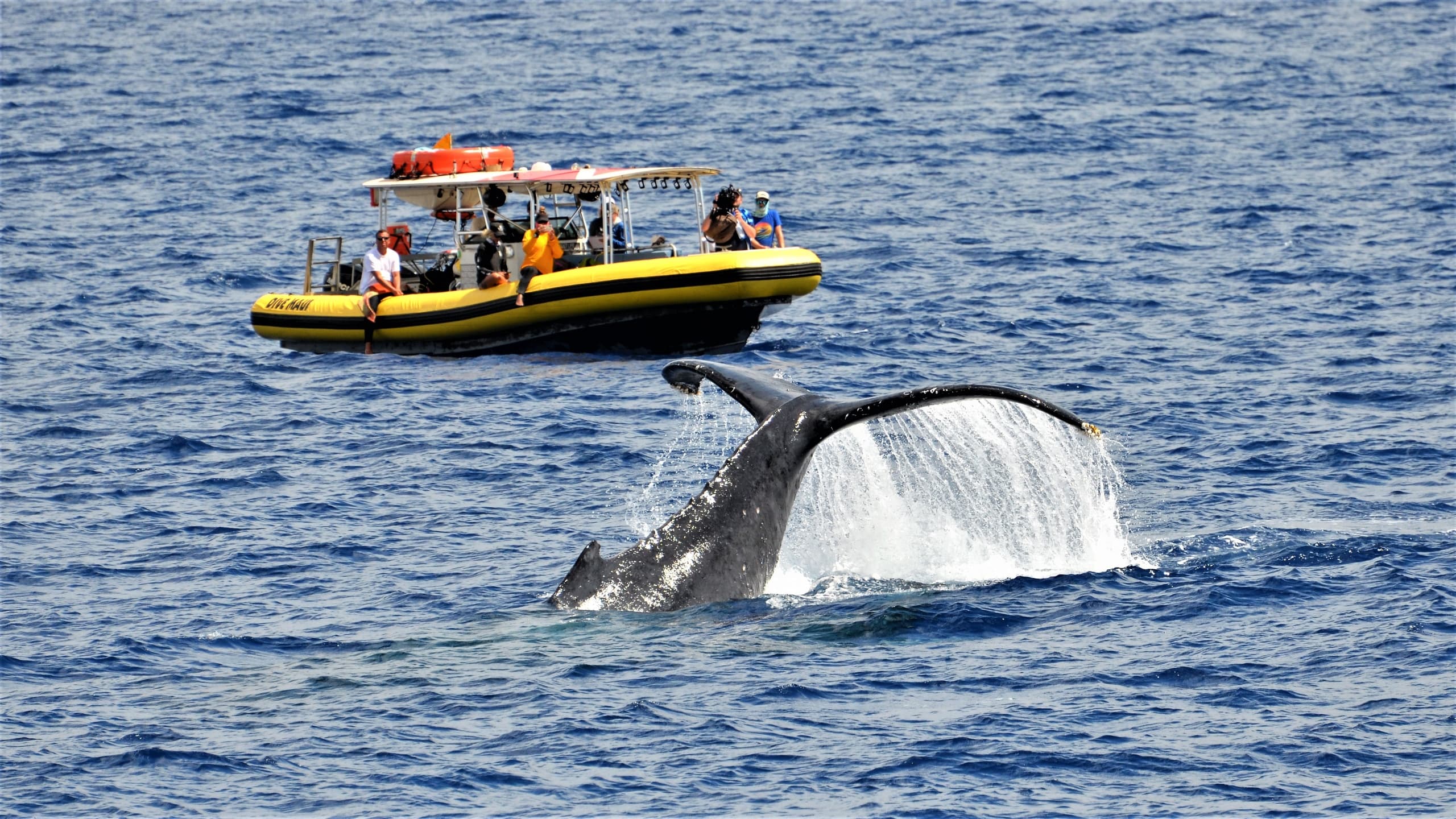 Sunset Whale Watch