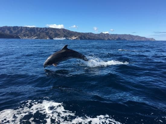 Dolphin & Sea Lion Tour