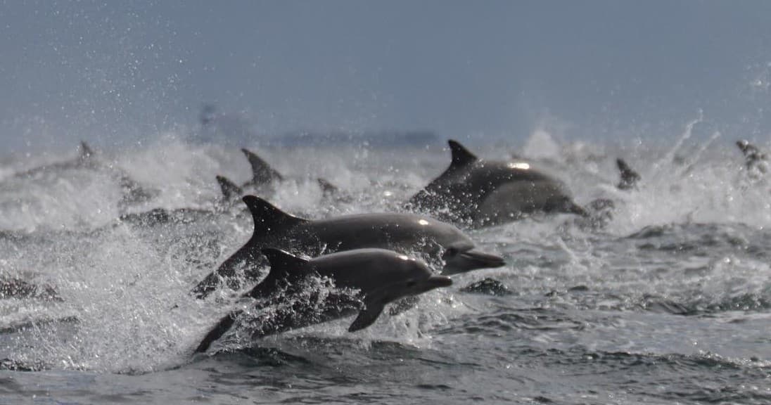 Splash Zone!! Dolphin and Whale Adventure