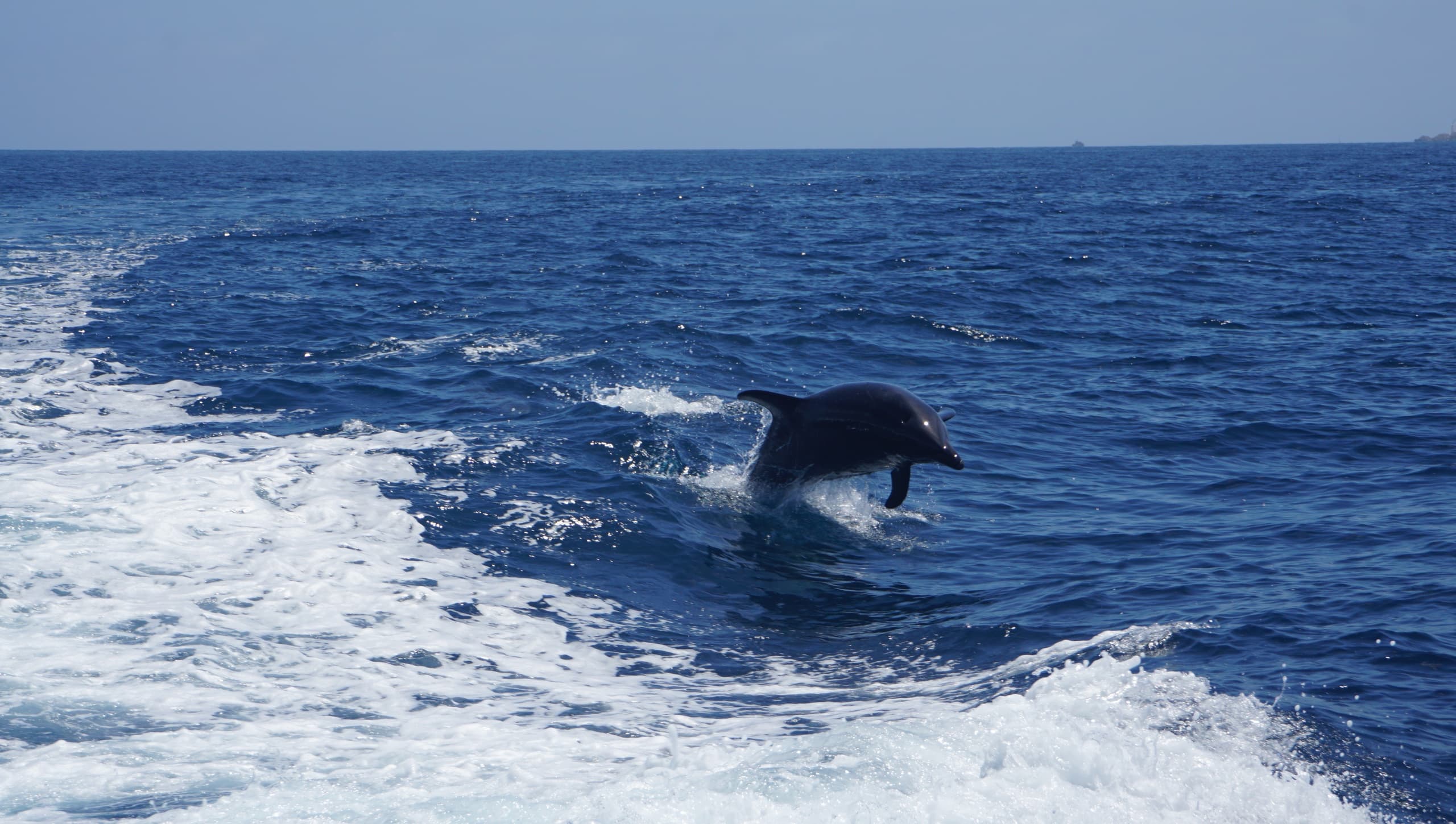 Dolphin / Sea Lion Tour