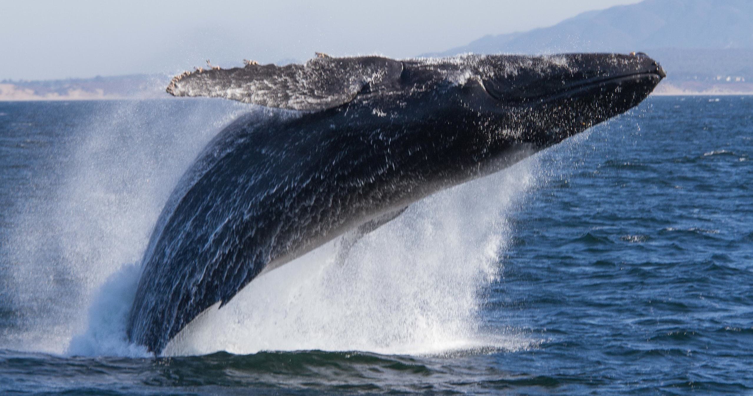 Whale Watching Safari from Moss Landing
