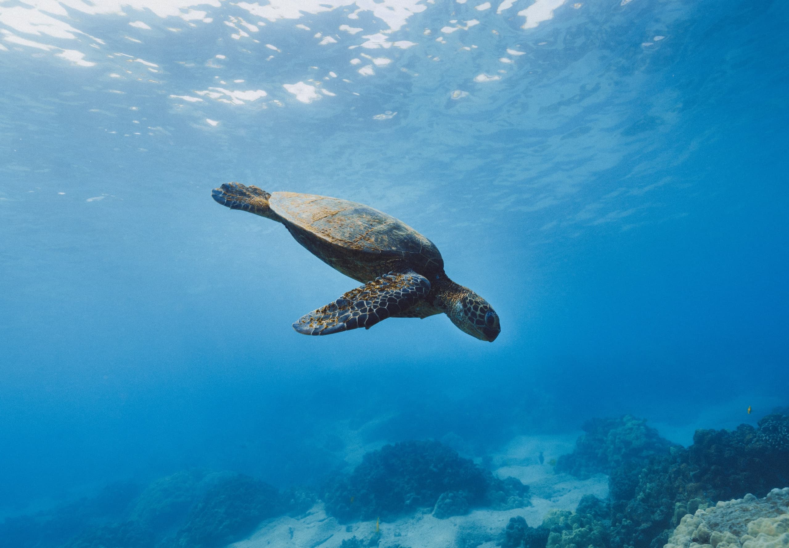 Maho Bay Turtle Snorkel